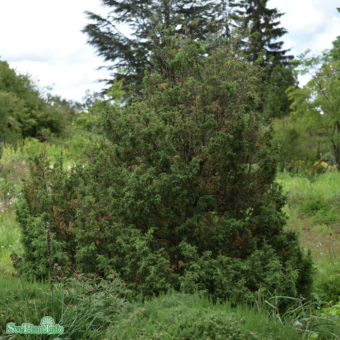 Juniperus communis 'Meyer' 60-80cm C15