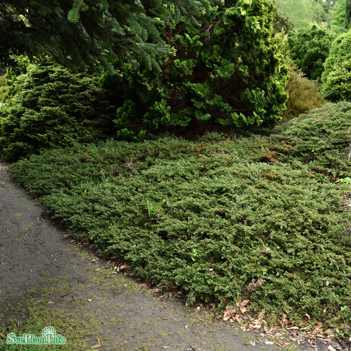 Juniperus communis 'Repanda' C3 25-30cm cm