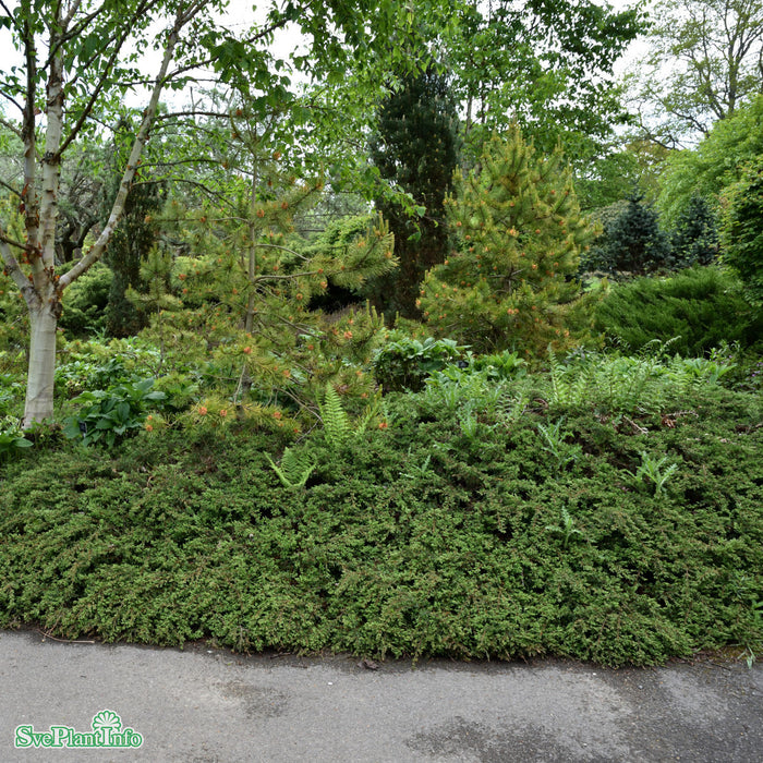Juniperus communis 'Repanda' C3 25-30cm