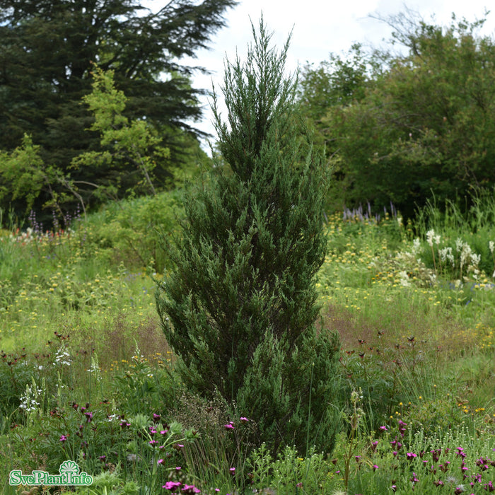 Juniperus scopulorum 'Blue Arrow' Kl 200-225cm