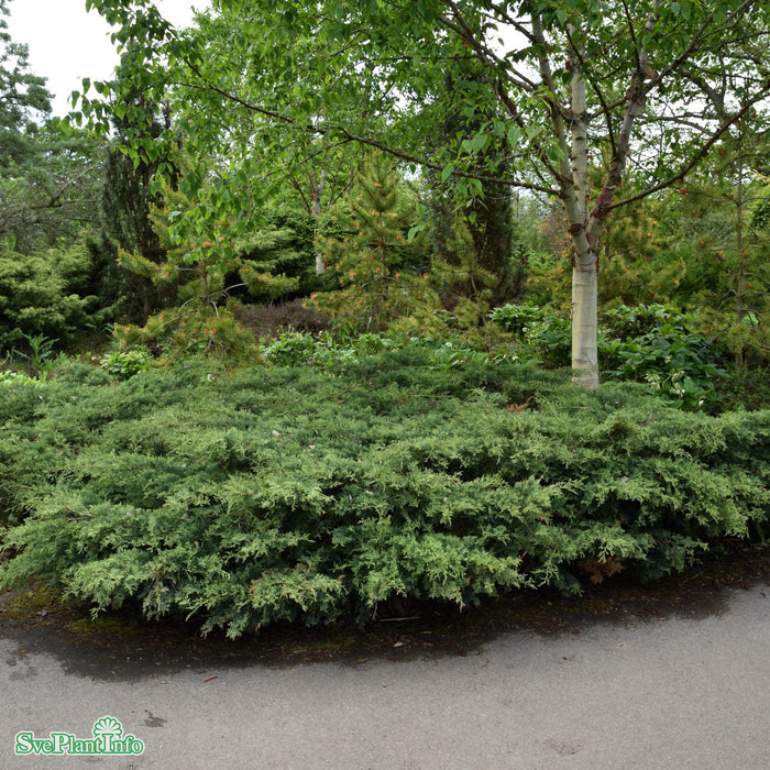 Juniperus squamata 'Blue Carpet' C15 60-80cm