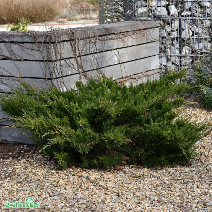 Juniperus x pfitzeriana 'Mint Julep' C3 40-50cm