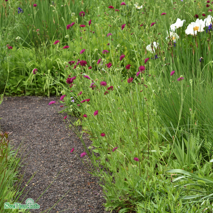 Knautia macedonica A-kval