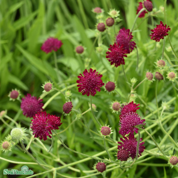 Knautia macedonica A-kval