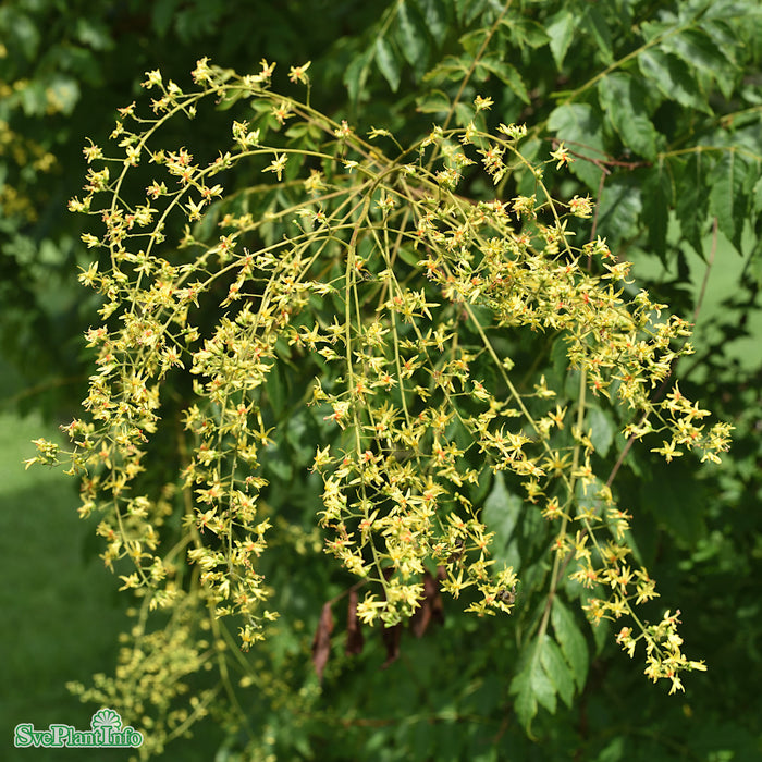 Koelreuteria paniculata Ungträd C20 175-200cm