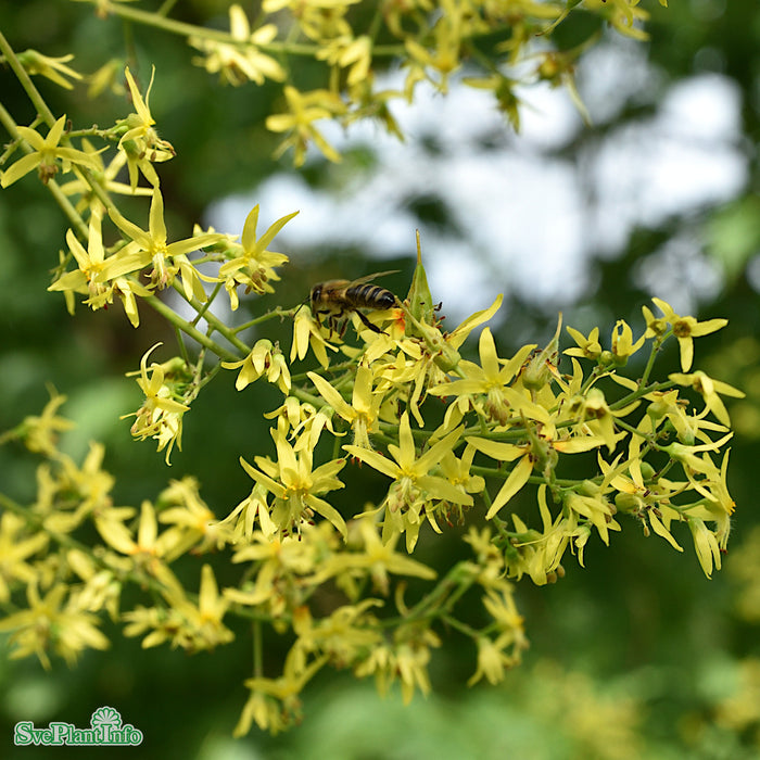 Koelreuteria paniculata Ungträd C20 175-200cm