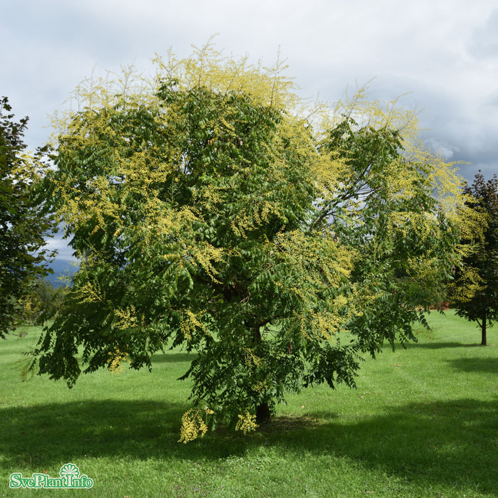 Koelreuteria paniculata Ungträd C20 175-200cm