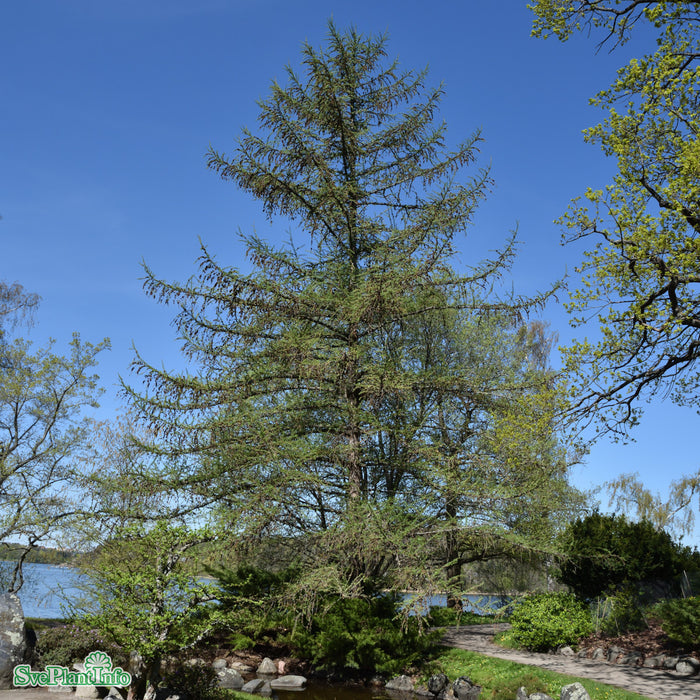 Larix kaempferi Bonsaiform C25 150-175cm