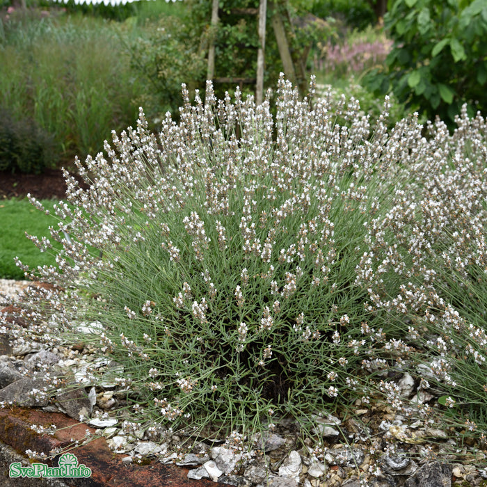 Lavandula angustifolia 'Edelweiss' A-kval