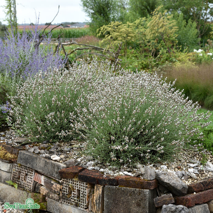 Lavandula angustifolia 'Edelweiss' A-kval