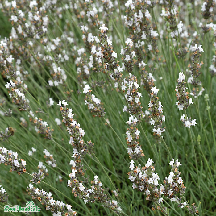 Lavandula angustifolia 'Edelweiss' A-kval