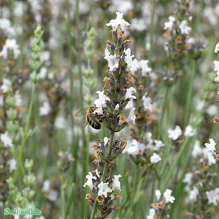 Lavandula angustifolia 'Edelweiss' A-kval
