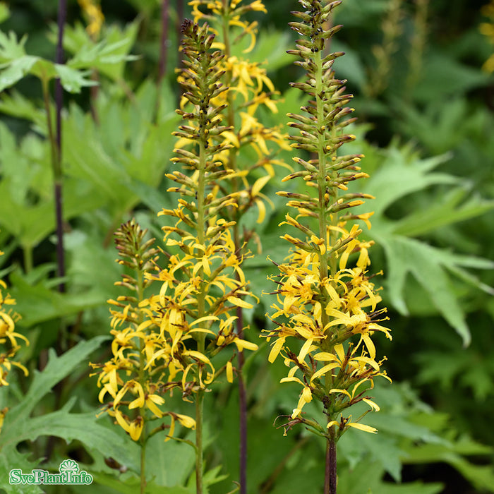 Ligularia przewalskii A-kval