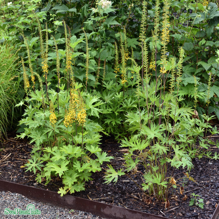 Ligularia przewalskii A-kval