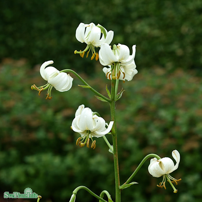 Lilium martagon var. album