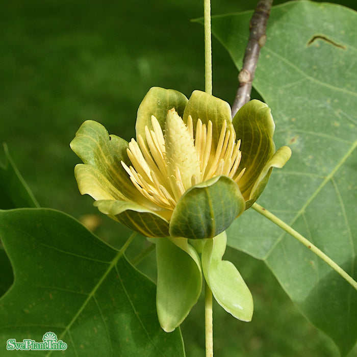 Liriodendron tulipifera Solitär C12 100-125cm
