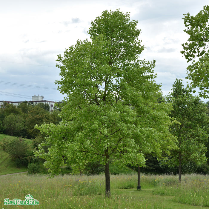 Liriodendron tulipifera Solitär C12 100-125cm