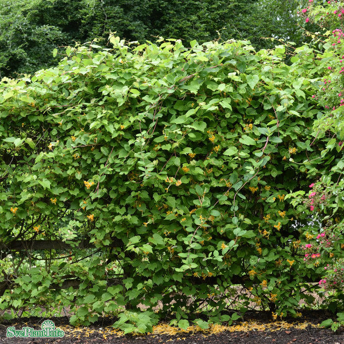 Lonicera x tellmanniana A-kval C2