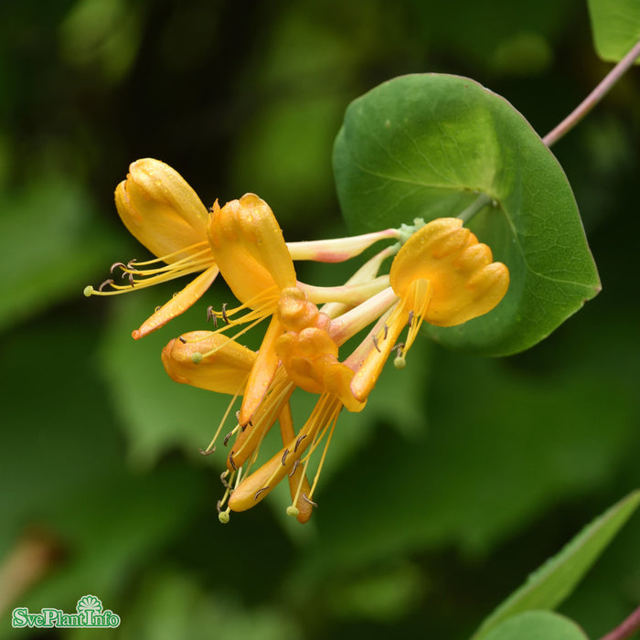 Lonicera x tellmanniana A-kval C2