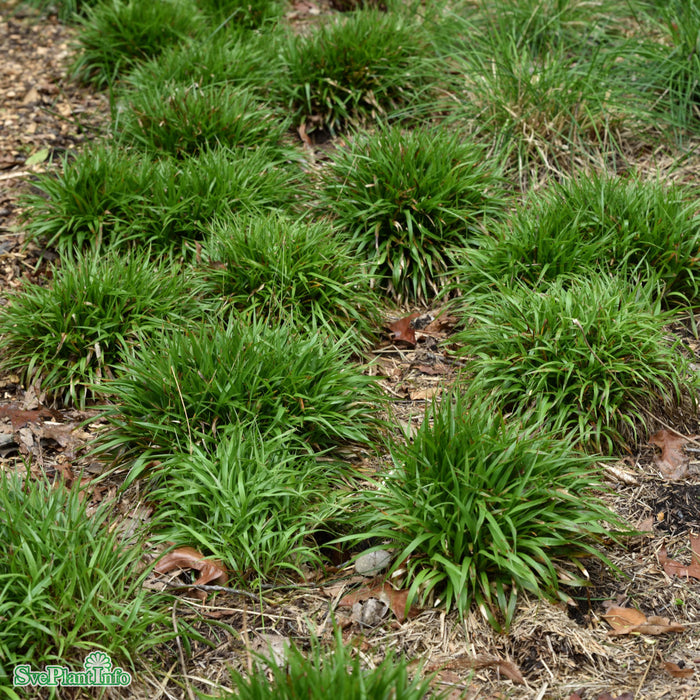 Luzula pilosa 'Igel' A-kval