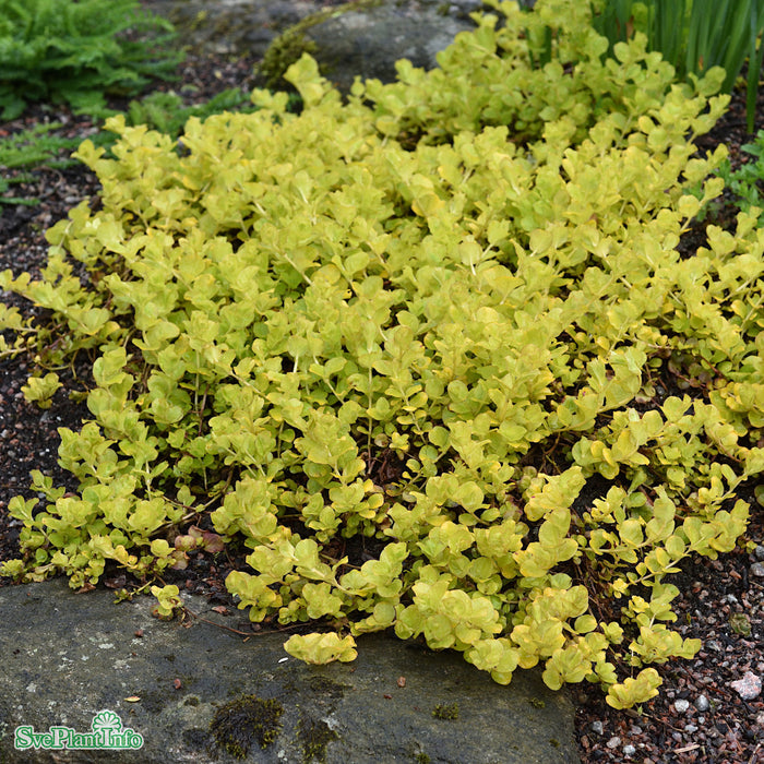 Lysimachia nummularia 'Goldilocks' A-kval