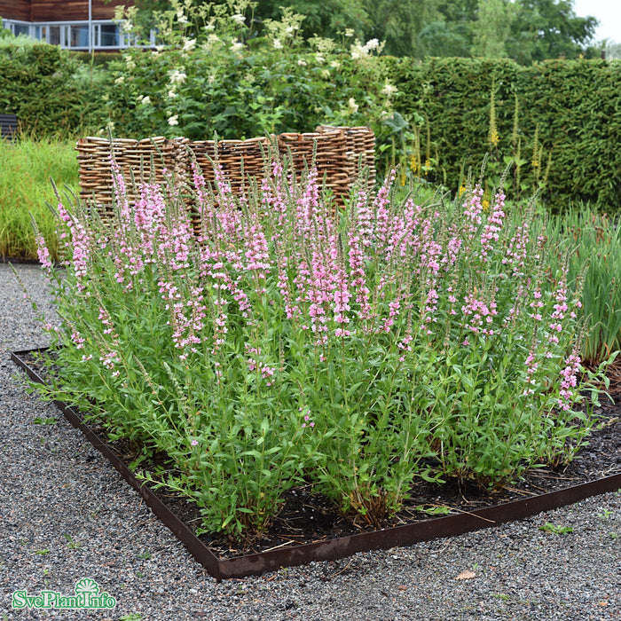 Lythrum salicaria 'Blush' A-kval