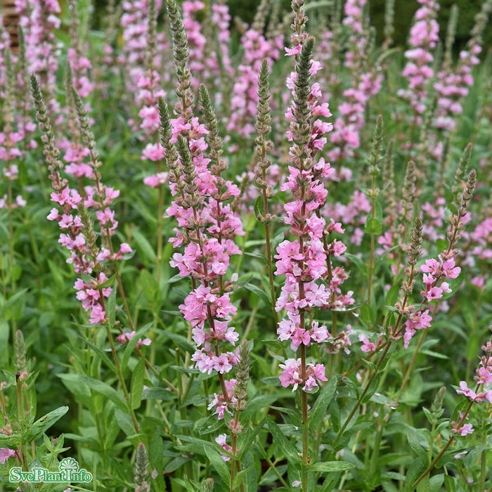 Lythrum salicaria 'Blush' A-kval