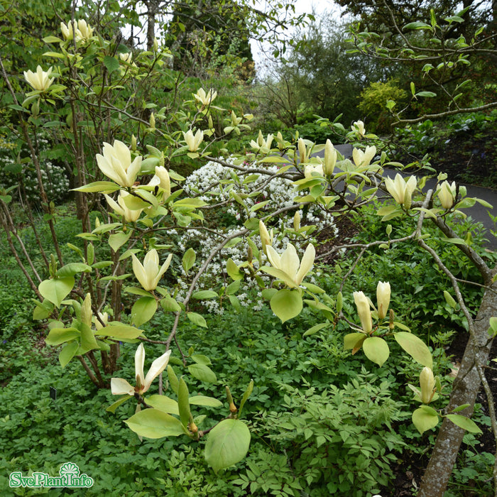Magnolia 'Yellow Lantern' C6 60-80cm
