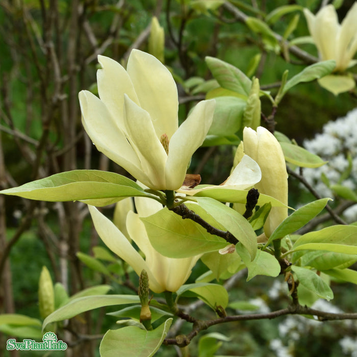 Magnolia 'Yellow Lantern' C6 60-80cm
