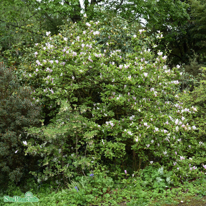 Magnolia (Liliiflora) 'George Henry Kern' Solitär Kl 150-175cm