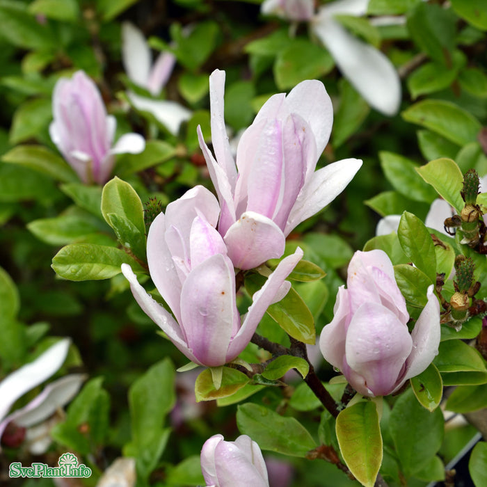 Magnolia (Liliiflora) 'George Henry Kern' Solitär Kl 100-125cm