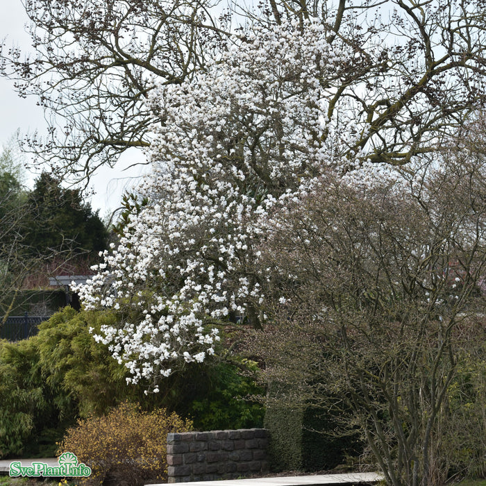 Magnolia stellata Solitär Kl 100-125cm