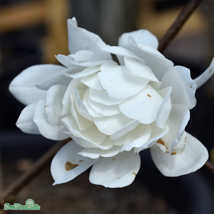 Magnolia x loebneri 'Wildcat' Solitär C20 125-150cm