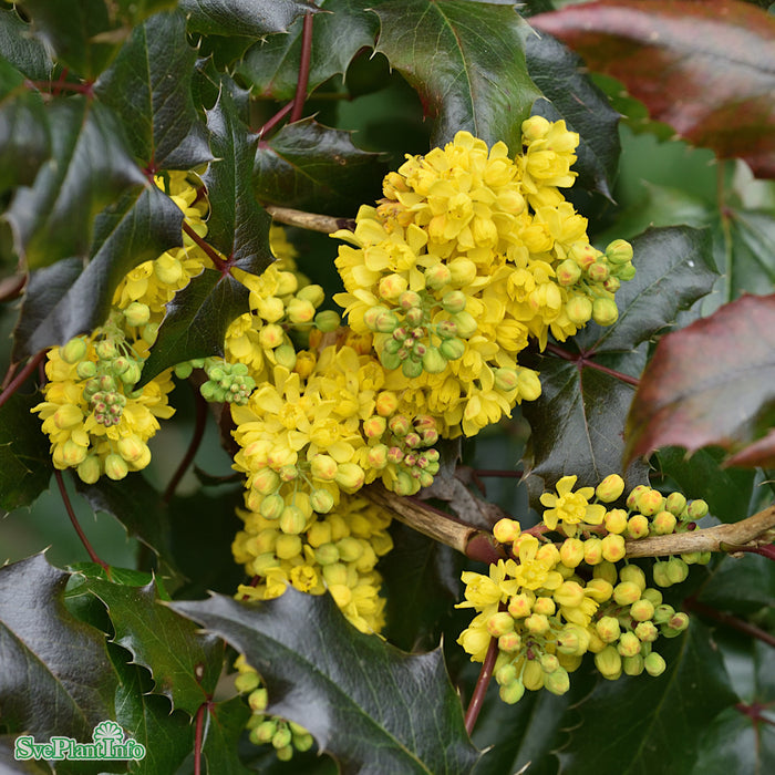 Mahonia aquifolium Busk 30-40cm C5
