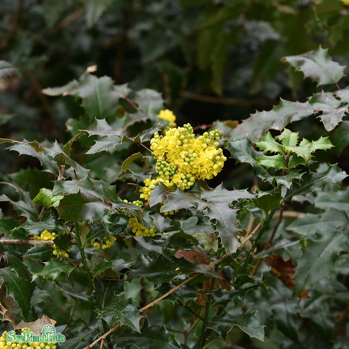 Mahonia aquifolium Busk 30-40cm C5