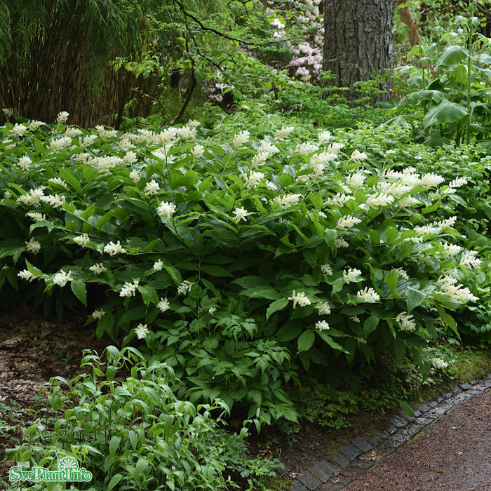Maianthemum racemosa A-kval