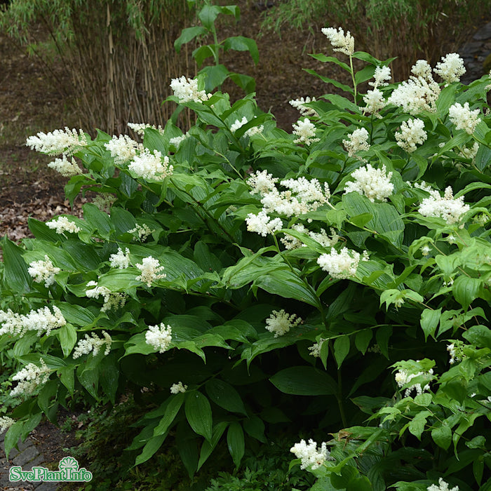 Maianthemum racemosa A-kval
