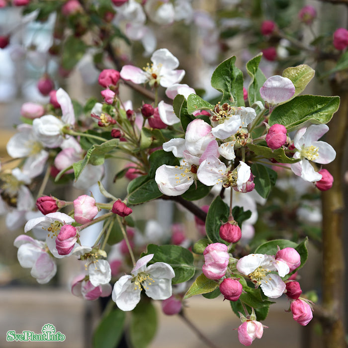 Malus 'Evereste' Solitär C12 100-150cm