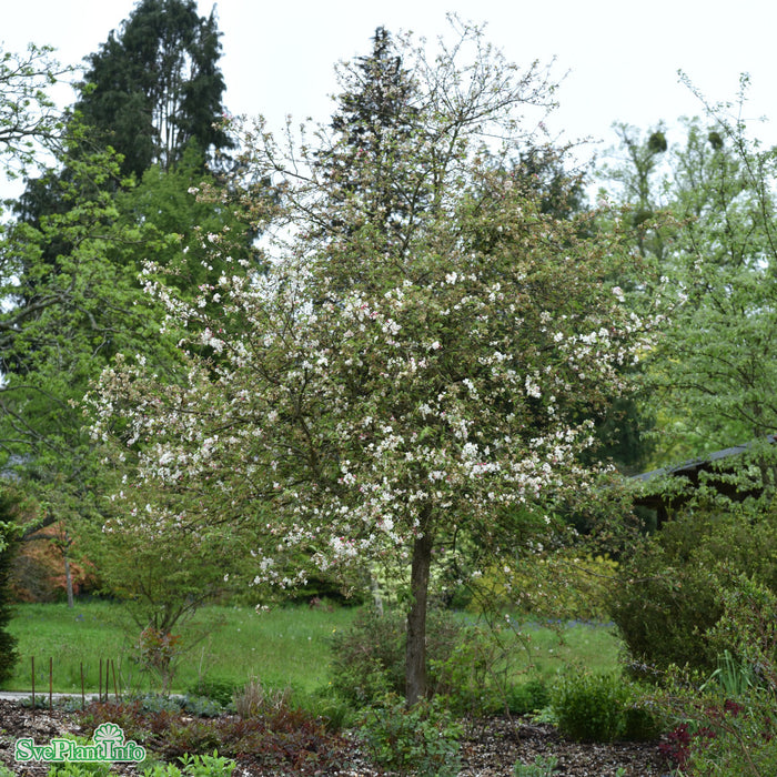Malus 'Evereste' Stam Kl So 8-10