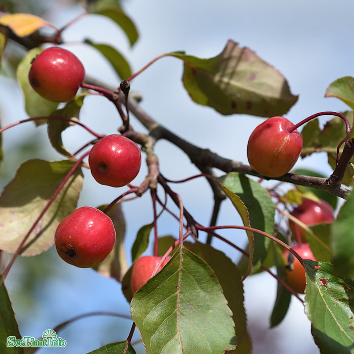 Malus 'Rudolph' Solitär C20 200-250cm