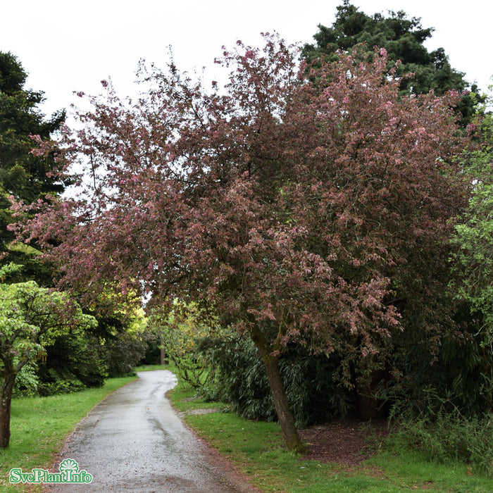 Malus 'Profusion' Högstam So 8-10