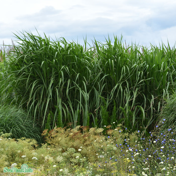 Miscanthus giganteus A-kval C2