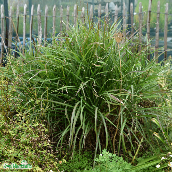 Miscanthus sinensis 'Dronning Ingrid' A-kval C2