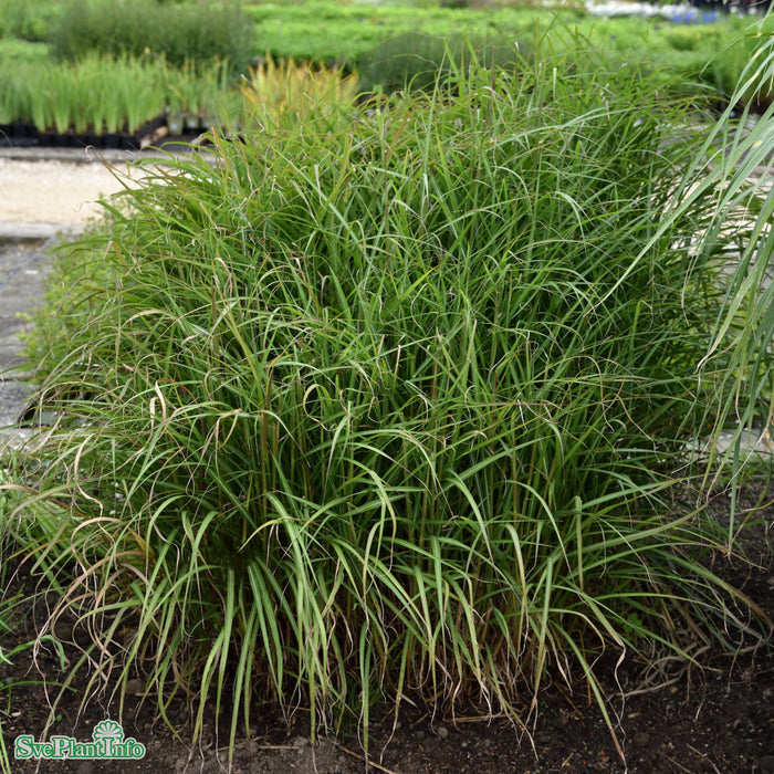 Miscanthus sinensis 'Ferner Osten' A-kval C6