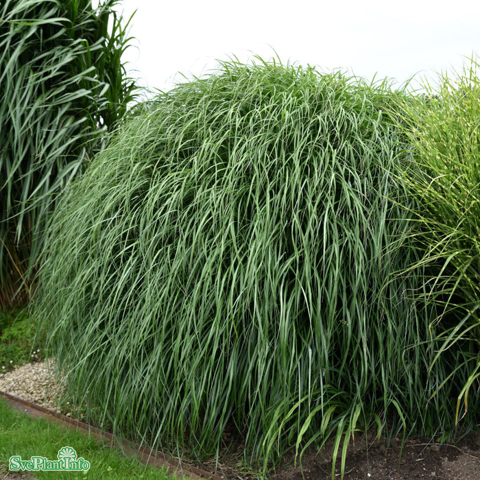 Miscanthus sinensis 'Hermann Müssel' C6
