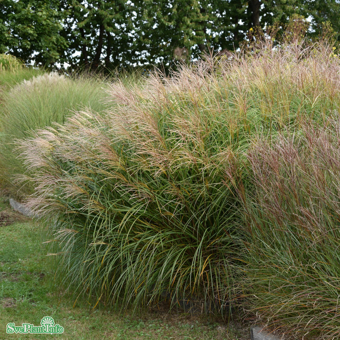 Miscanthus sinensis 'Hermann Müssel' C6