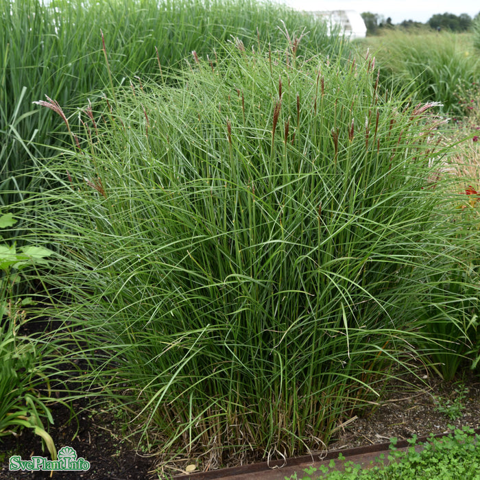 Miscanthus sinensis 'Kleine Fontäne' A-kval C6