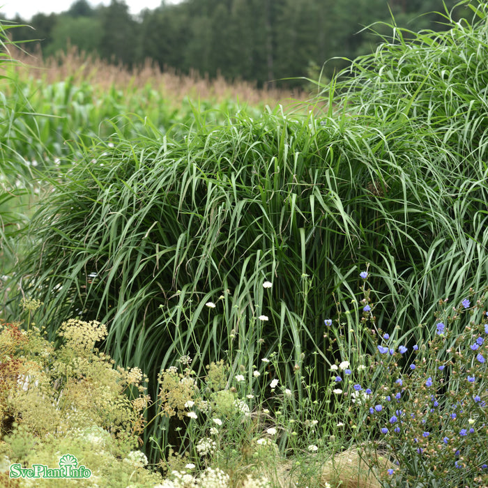 Miscanthus sinensis 'Malepartus' C5