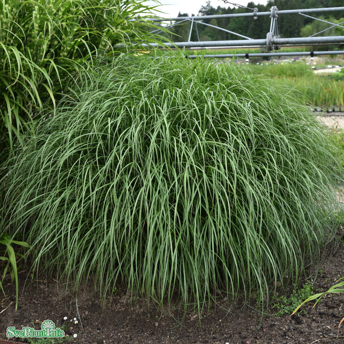 Miscanthus sinensis 'Red Chief' A-kval C2