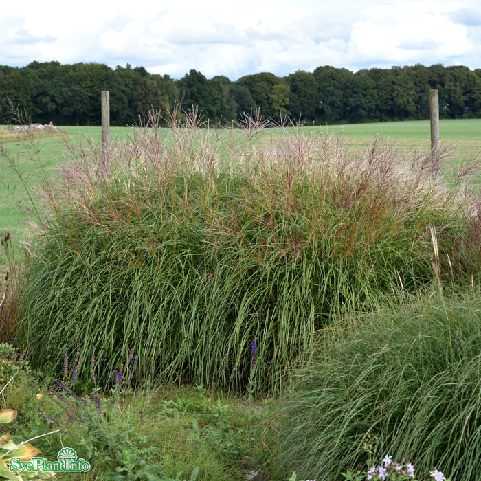 Miscanthus sinensis 'Red Chief' A-kval C2